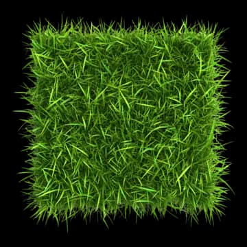 grass type
