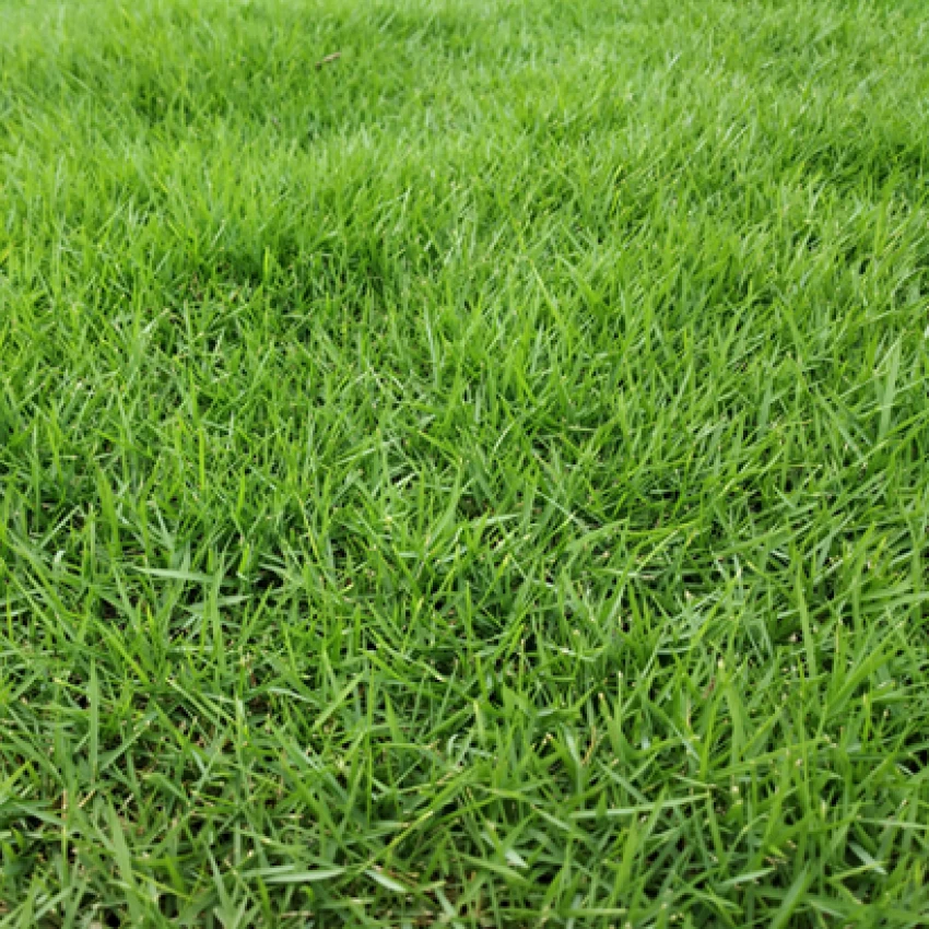 Green Mexican Grass Production By Grass Green Nusery
