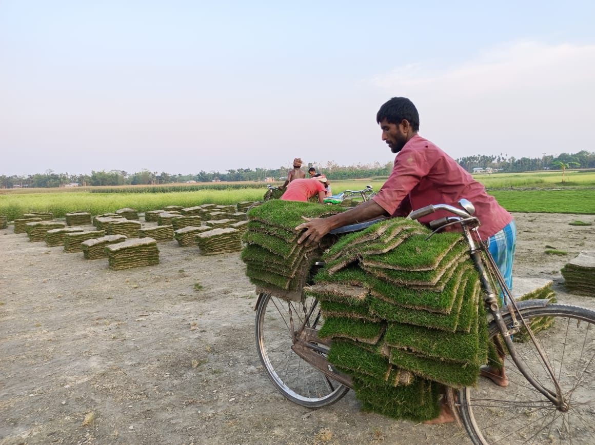 Mexican Lawn Grass For Home Delivery